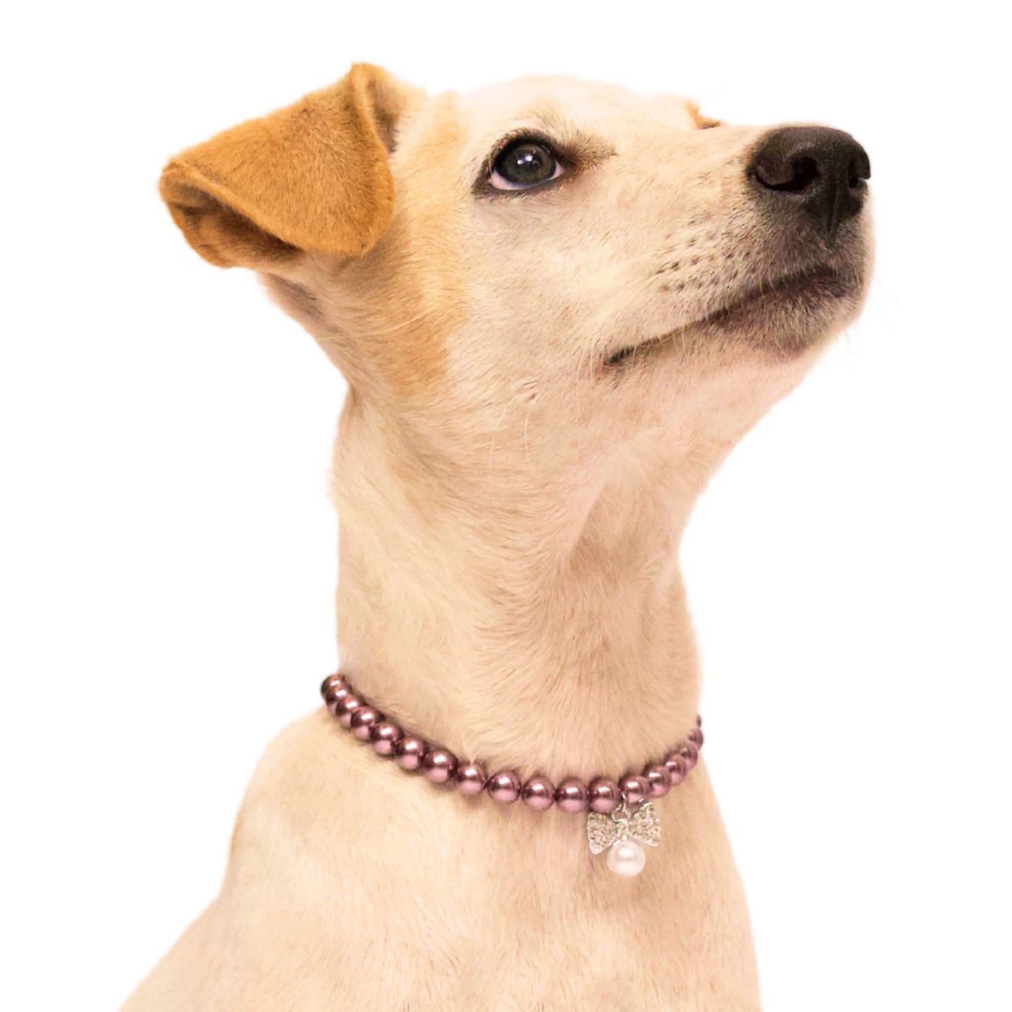 Beaded pet necklace for small dog on a white background