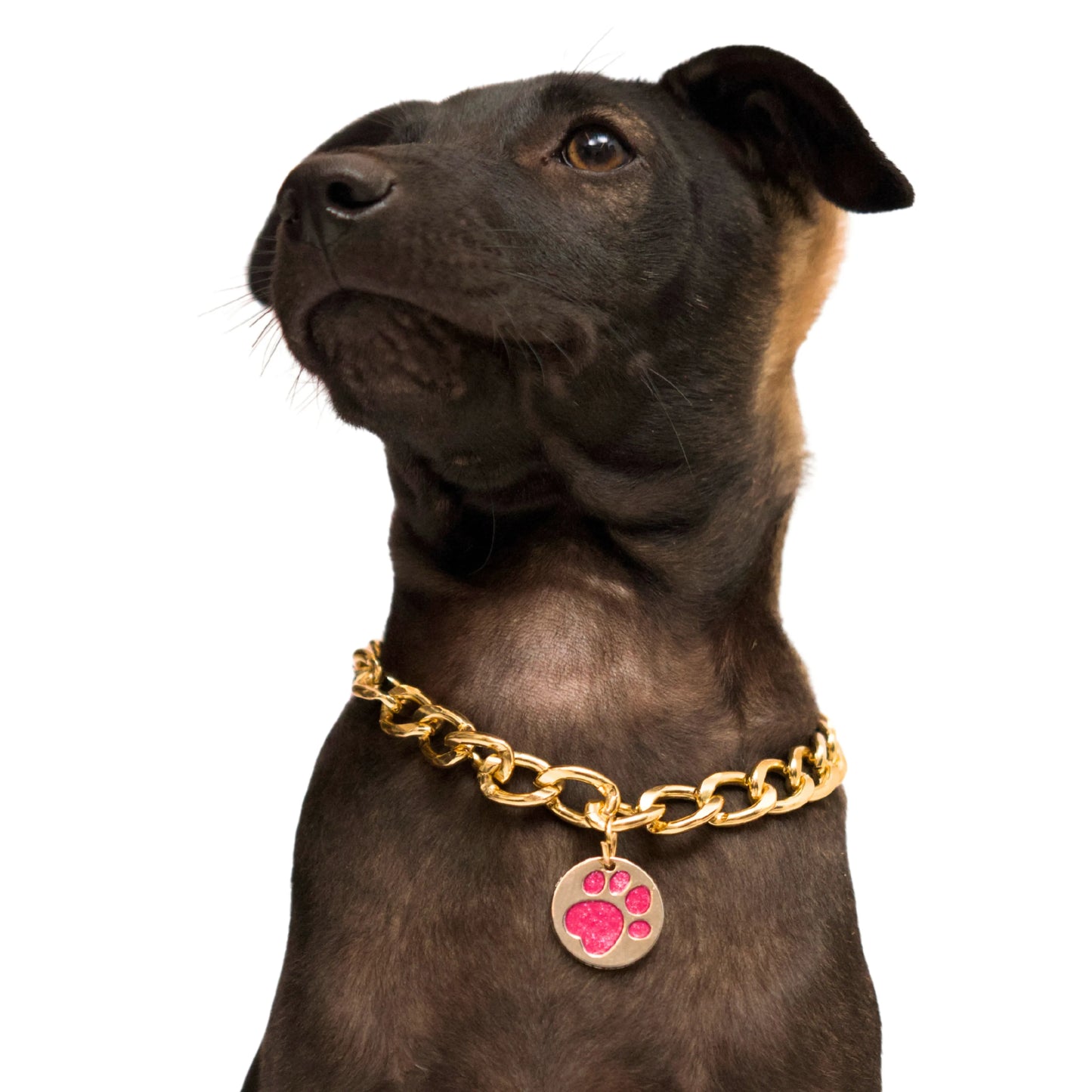 Small dog wearing Paw Charm Gold Collar with chunky gold chain