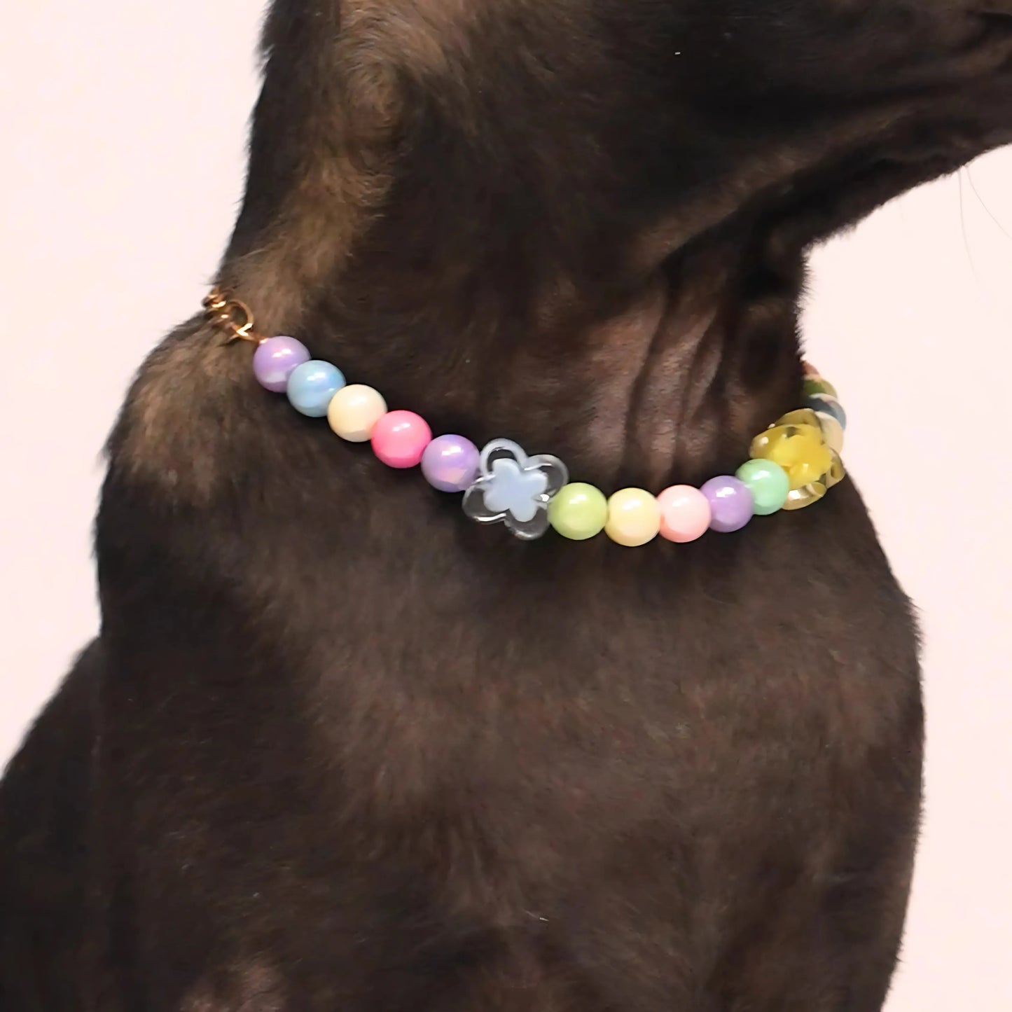 Small dog wearing the beaded pet necklace with colorful flower charms