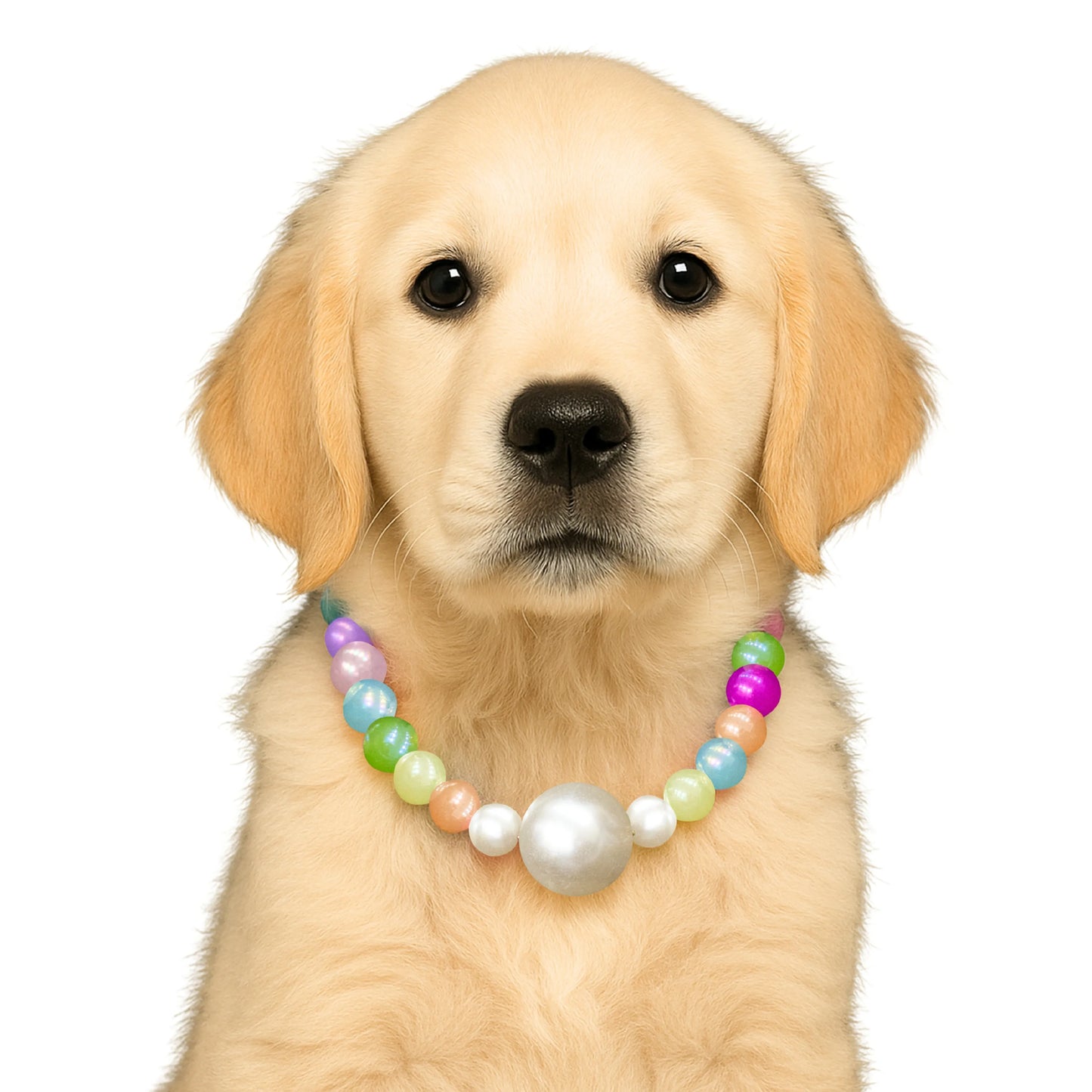 Multi-color pet necklace with pearl on a dog