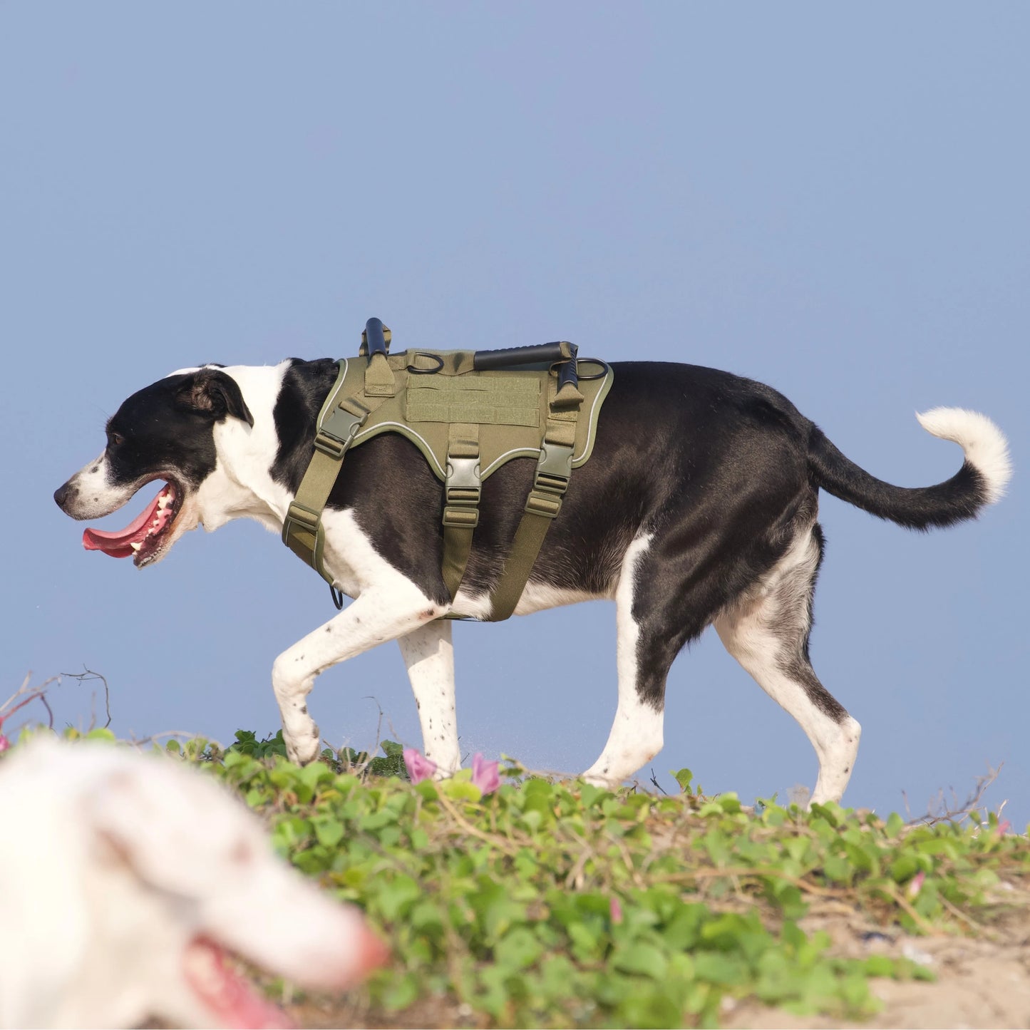 Close-up on tactical dog army green harness with MOLLE system