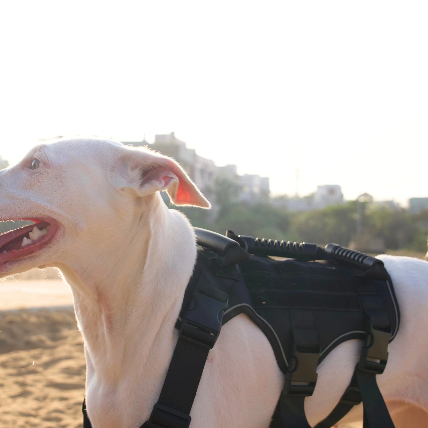 Close-up on tactical dog black harness with MOLLE system