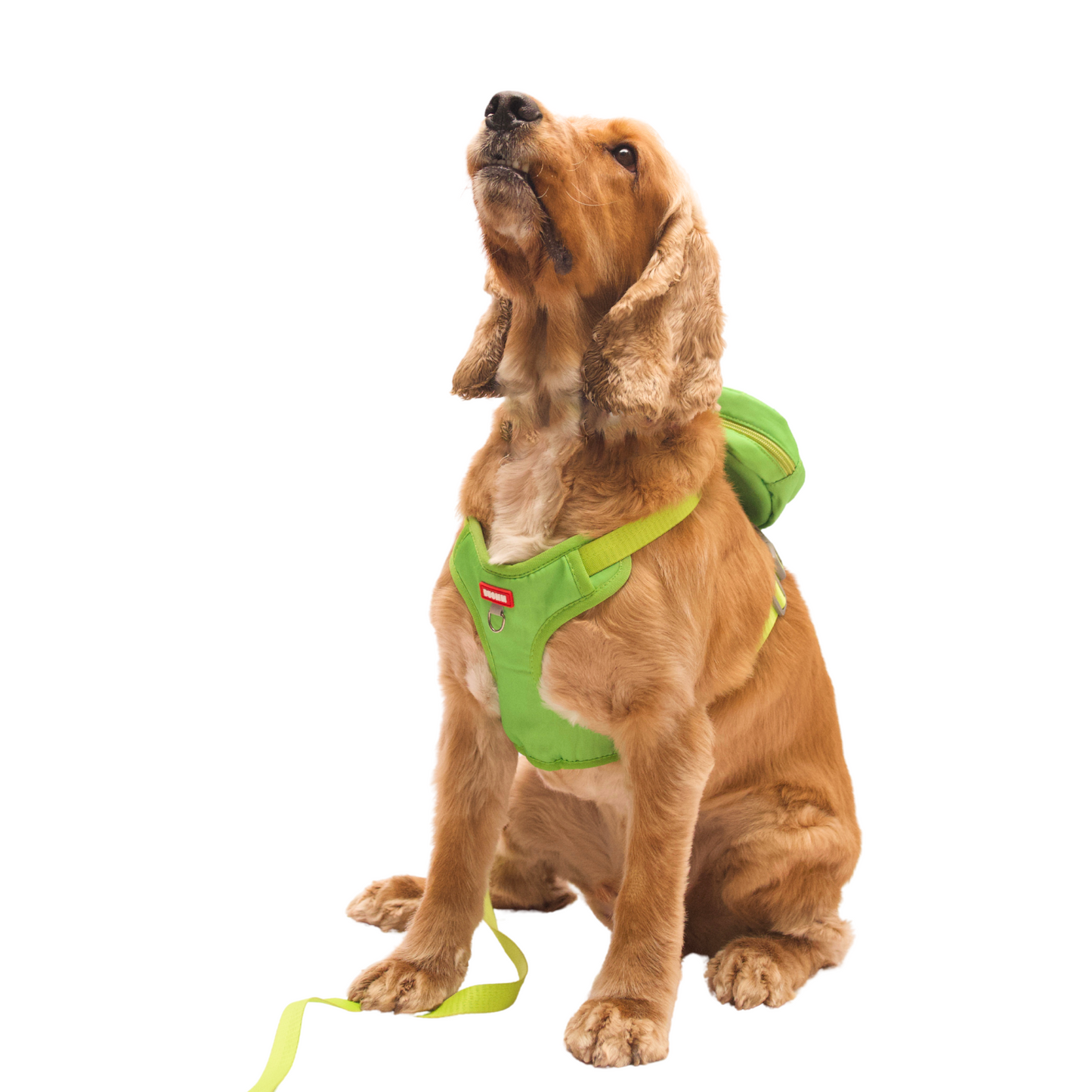 Fruit-Themed Dog Harness with Mini-storage Leash