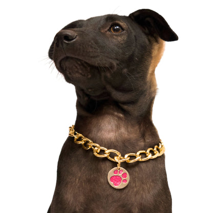Small dog wearing Paw Charm Gold Collar with chunky gold chain