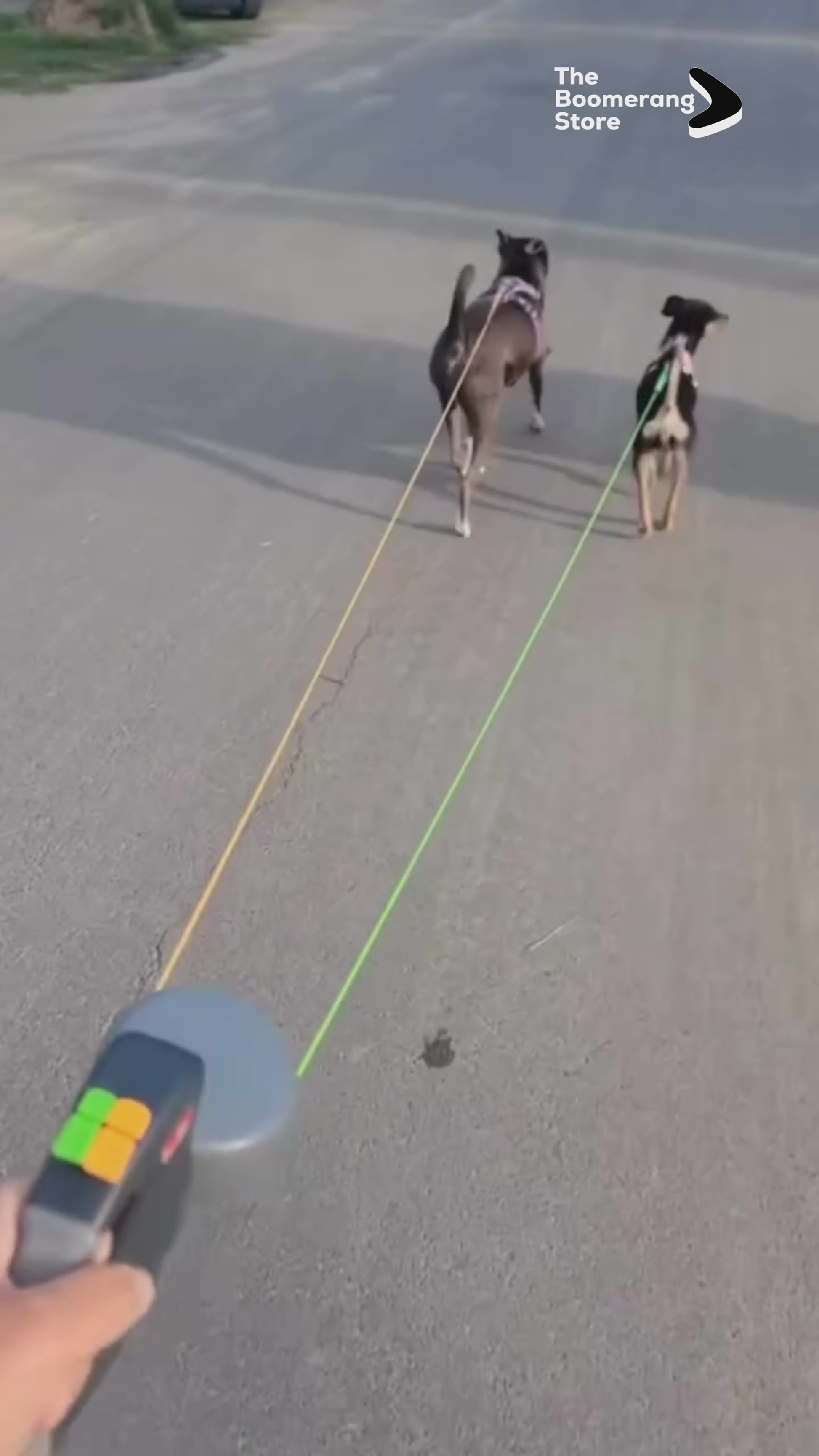 Hand holding dual dog rope leash with two retractable leads.