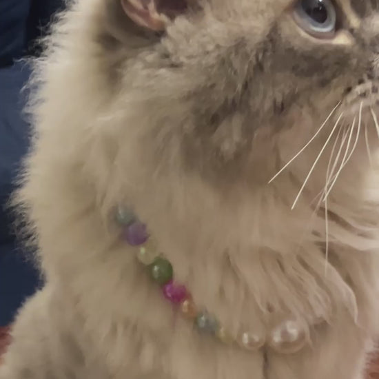 Cats and Dogs wearing a purple pearl collar with a bow charm.