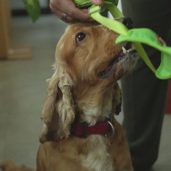 Dog wearing green harness and matching backpack with leash.