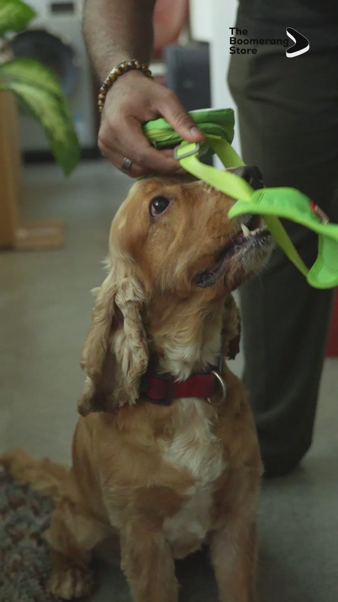 Dog wearing green harness and matching backpack with leash.