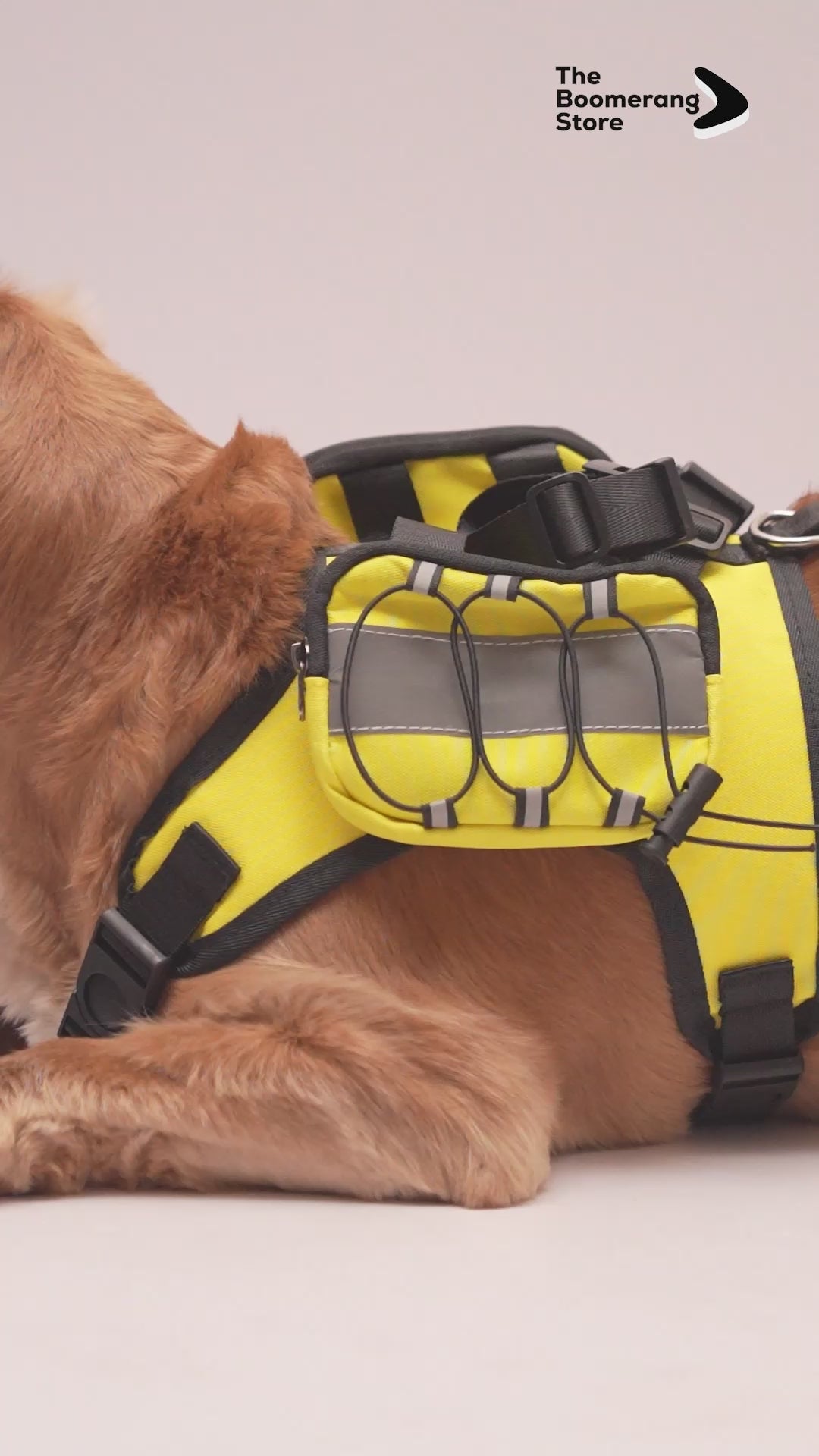 Dog wearing a reflective yellow harness backpack with black straps.
